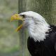 cropped-bald-eagles-44243_1920.jpg